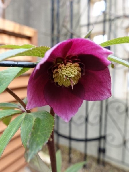 画像10: 【ＳＡＬＥ！！】　スィング　sd　マットピンク　 (10)