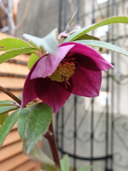 画像11: 【ＳＡＬＥ！！】　スィング　sd　マットピンク　 (11)