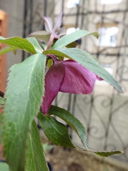 画像12: 【ＳＡＬＥ！！】　スィング　sd　マットピンク　 (12)