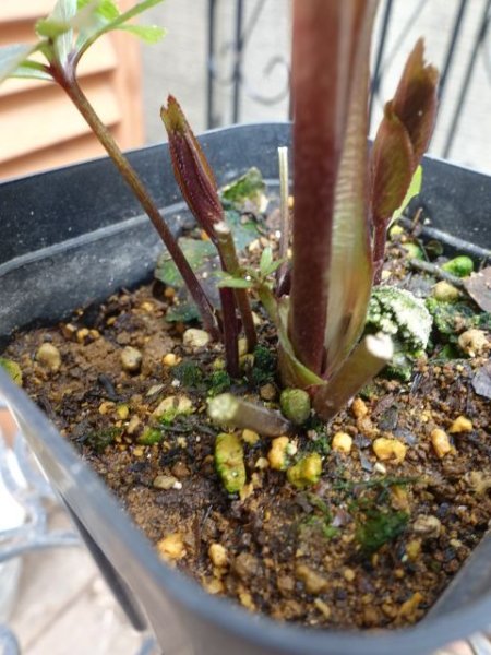 画像13: 【ＳＡＬＥ！！】　スィング　sd　マットピンク　 (13)