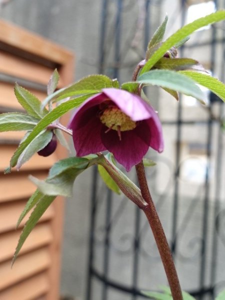 画像14: 【ＳＡＬＥ！！】　スィング　sd　マットピンク　 (14)