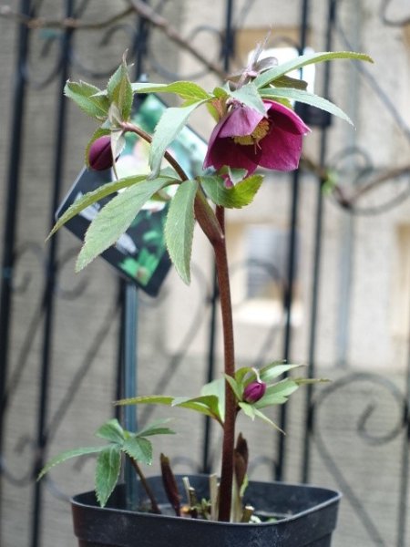 画像15: 【ＳＡＬＥ！！】　スィング　sd　マットピンク　 (15)