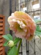 画像2: 加藤農園　dd　アプリコットピンク　ふんわり咲き　多弁 (2)