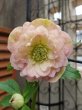 画像5: 加藤農園　dd　アプリコットピンク　ふんわり咲き　多弁 (5)