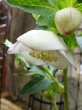 画像2: 大和園　ss　ホワイト　カップ咲き (2)