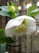 画像12: 大和園　ss　ホワイト　カップ咲き (12)
