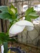 画像13: 大和園　ss　ホワイト　カップ咲き (13)