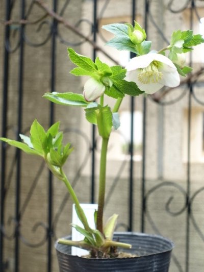画像3: 大和園　ss　ホワイト　カップ咲き