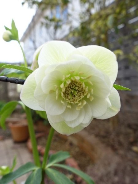 画像9: 【1番花終了】大和園　dd　クリームホワイト　丸弁 (9)