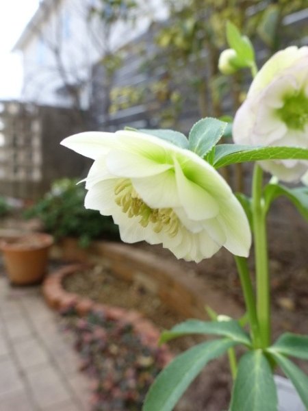 画像2: 【1番花終了】大和園　dd　クリームホワイト　丸弁 (2)