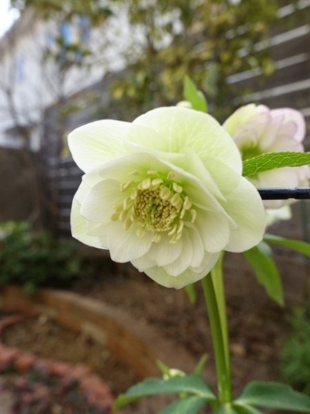 画像4: 【1番花終了】大和園　dd　クリームホワイト　丸弁 (4)