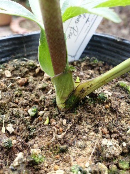 画像13: 【1番花終了】大和園　dd　クリームホワイト　丸弁 (13)