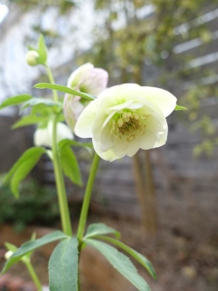 画像14: 【1番花終了】大和園　dd　クリームホワイト　丸弁 (14)