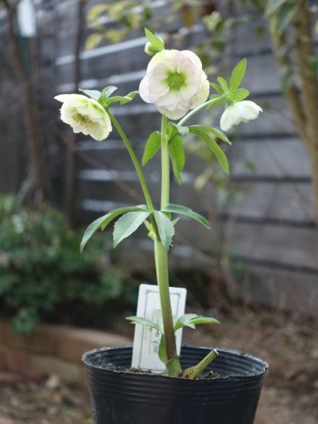 画像15: 【1番花終了】大和園　dd　クリームホワイト　丸弁 (15)