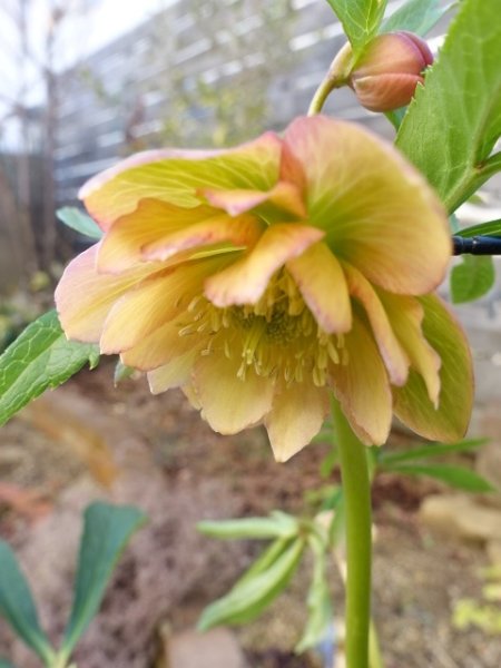 画像3: ウィンターシンフォニー　dd　アプリコットイエロー　 (3)