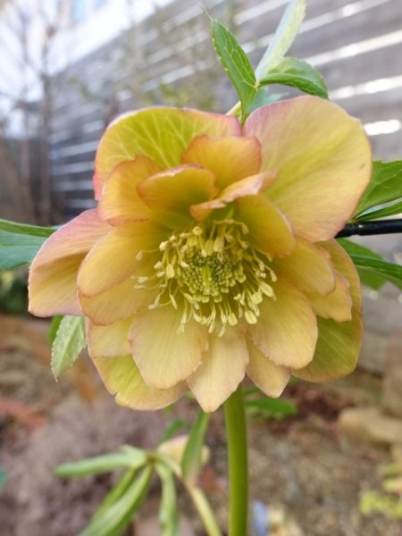 画像6: ウィンターシンフォニー　dd　アプリコットイエロー　 (6)