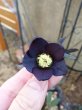 画像9: SHARAKU写楽　ss　濃ブラック　カラス葉 (9)
