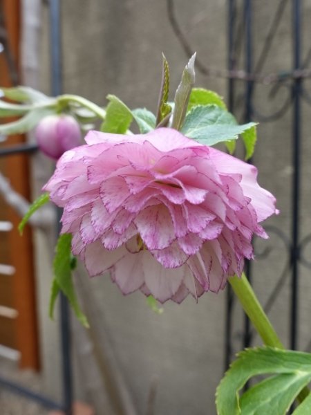 画像2: ウィンターシンフォニー　dd　レ・フレール　ピンク　ピコティ　 (2)