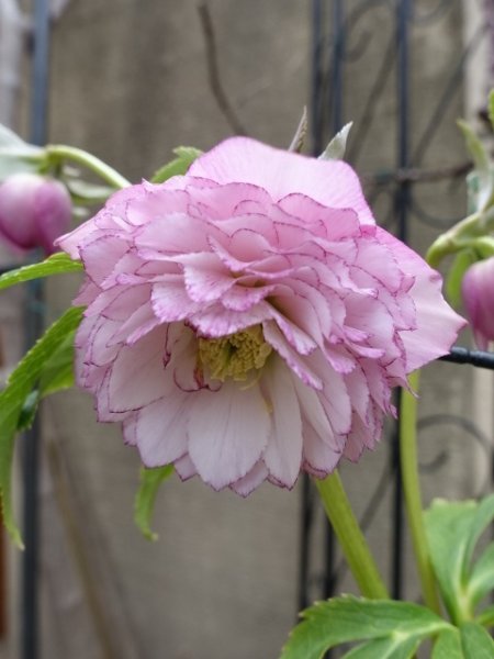 画像4: ウィンターシンフォニー　dd　レ・フレール　ピンク　ピコティ　 (4)