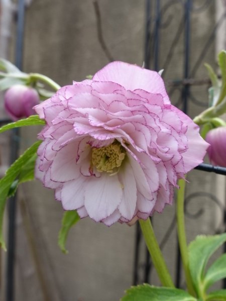 画像5: ウィンターシンフォニー　dd　レ・フレール　ピンク　ピコティ　 (5)