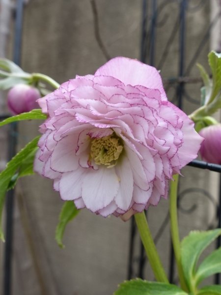 画像6: ウィンターシンフォニー　dd　レ・フレール　ピンク　ピコティ　 (6)