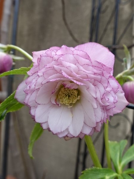 画像7: ウィンターシンフォニー　dd　レ・フレール　ピンク　ピコティ　 (7)