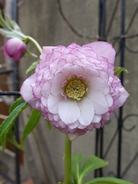 画像11: ウィンターシンフォニー　dd　レ・フレール　ピンク　ピコティ　 (11)