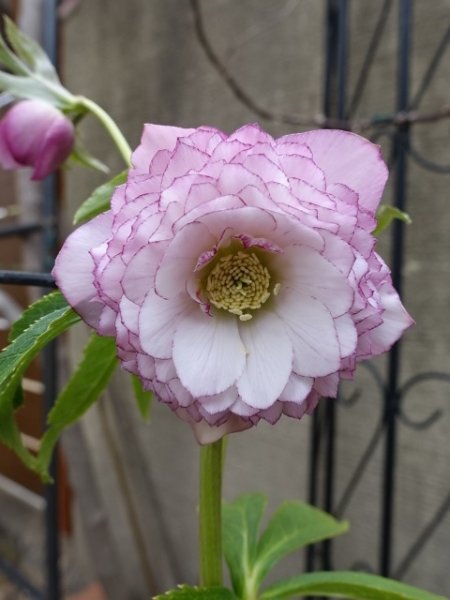 画像12: ウィンターシンフォニー　dd　レ・フレール　ピンク　ピコティ　 (12)