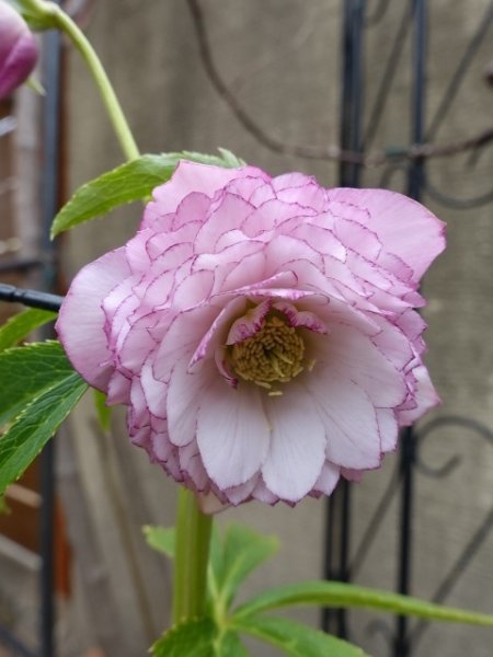 画像14: ウィンターシンフォニー　dd　レ・フレール　ピンク　ピコティ　 (14)