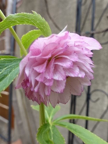 画像15: ウィンターシンフォニー　dd　レ・フレール　ピンク　ピコティ　 (15)