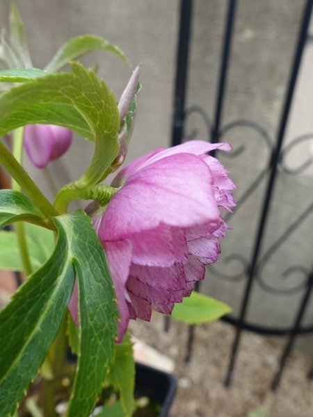 画像16: ウィンターシンフォニー　dd　レ・フレール　ピンク　ピコティ　 (16)