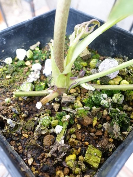 画像17: ウィンターシンフォニー　dd　レ・フレール　ピンク　ピコティ　 (17)