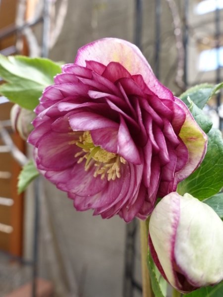 画像2: 加藤農園　dd　アンティークアフロディーテ　ピコティ (2)