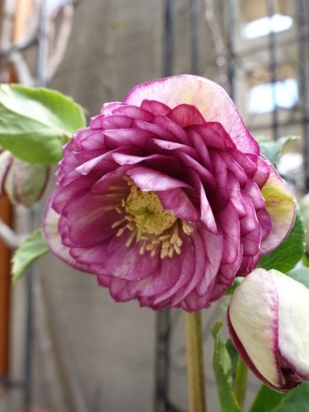 画像3: 加藤農園　dd　アンティークアフロディーテ　ピコティ (3)