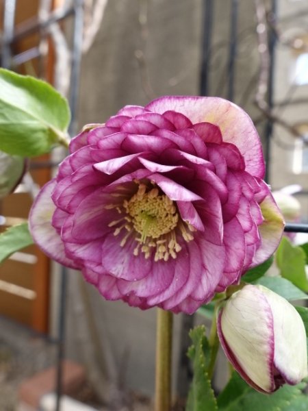 画像5: 加藤農園　dd　アンティークアフロディーテ　ピコティ (5)