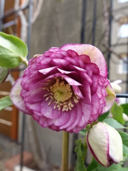 画像6: 加藤農園　dd　アンティークアフロディーテ　ピコティ (6)