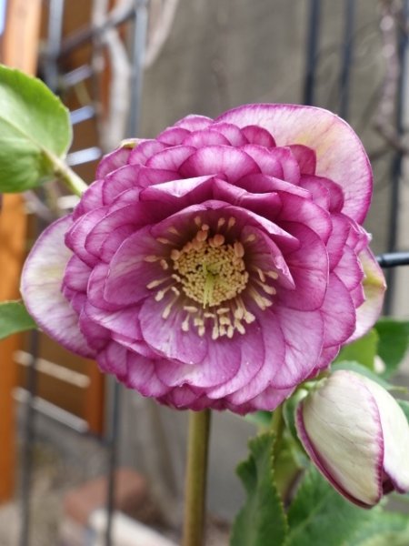 画像7: 加藤農園　dd　アンティークアフロディーテ　ピコティ (7)