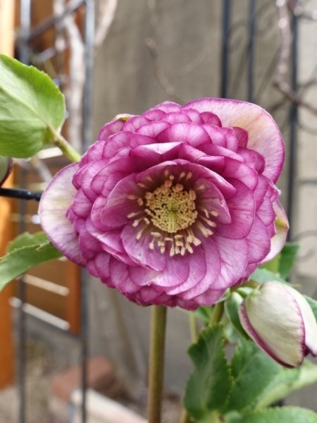 画像8: 加藤農園　dd　アンティークアフロディーテ　ピコティ (8)