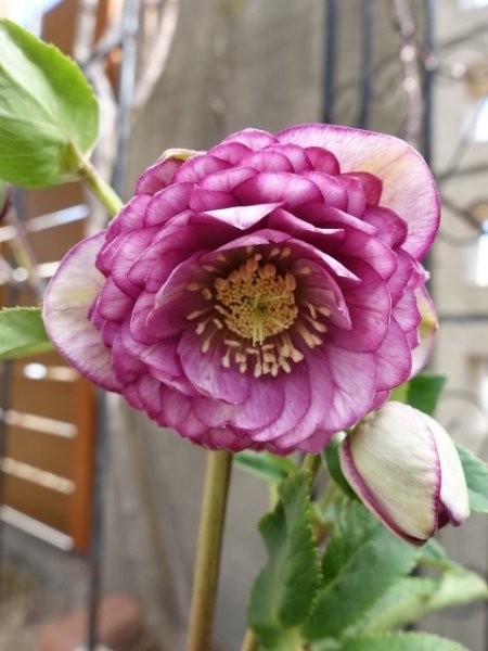 画像9: 加藤農園　dd　アンティークアフロディーテ　ピコティ (9)