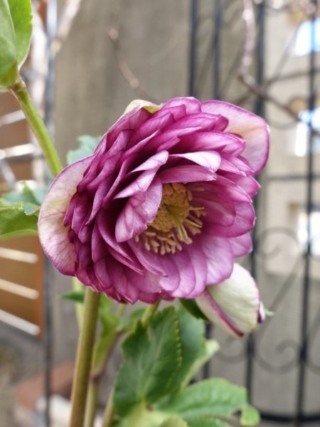 画像11: 加藤農園　dd　アンティークアフロディーテ　ピコティ (11)