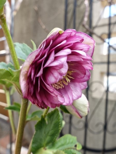 画像12: 加藤農園　dd　アンティークアフロディーテ　ピコティ (12)