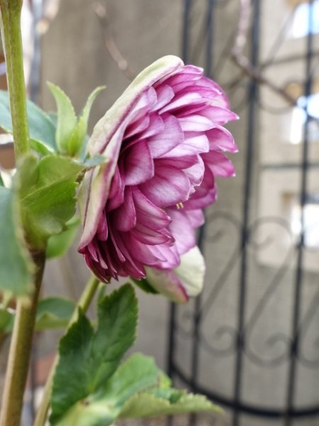 画像13: 加藤農園　dd　アンティークアフロディーテ　ピコティ (13)