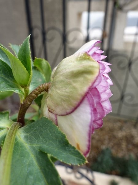 画像14: 加藤農園　dd　アンティークアフロディーテ　ピコティ (14)