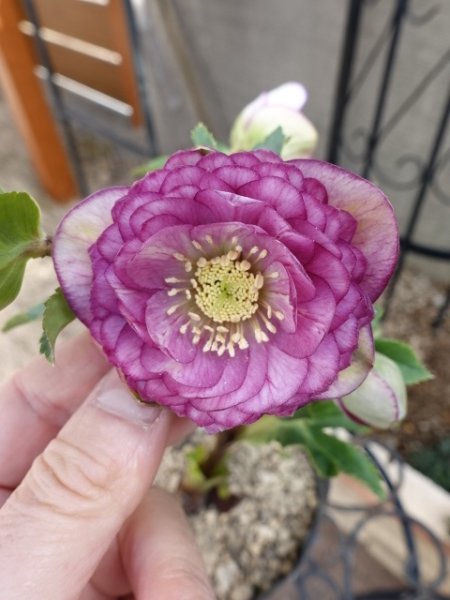 画像15: 加藤農園　dd　アンティークアフロディーテ　ピコティ (15)