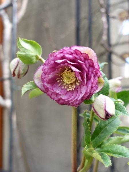 画像18: 加藤農園　dd　アンティークアフロディーテ　ピコティ (18)