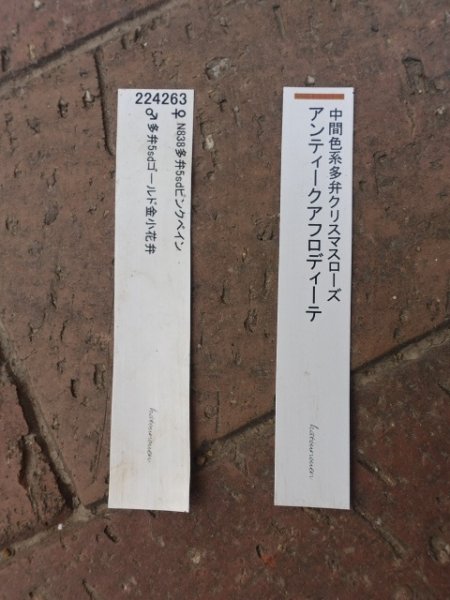 画像17: 加藤農園　dd　アンティークアフロディーテ　ピコティ (17)