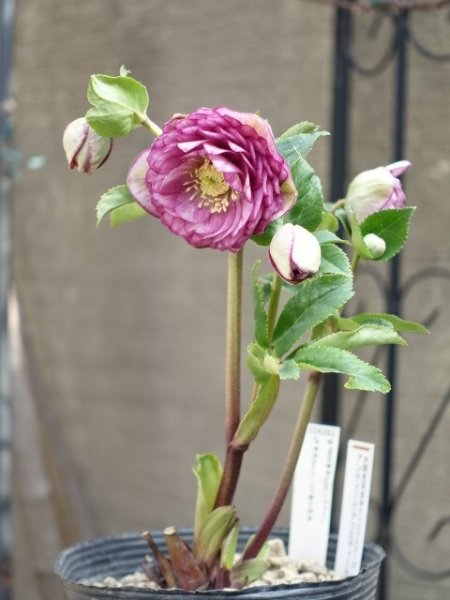 画像19: 加藤農園　dd　アンティークアフロディーテ　ピコティ (19)