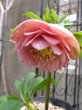 画像2: 加藤農園　dd　クリーミーピンク　花弁多め　 (2)