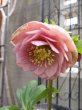 画像3: 加藤農園　dd　クリーミーピンク　花弁多め　 (3)