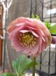 画像4: 加藤農園　dd　クリーミーピンク　花弁多め　 (4)